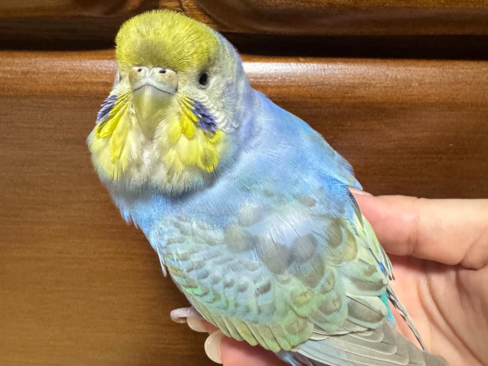 保護された鳥 保護された鳥