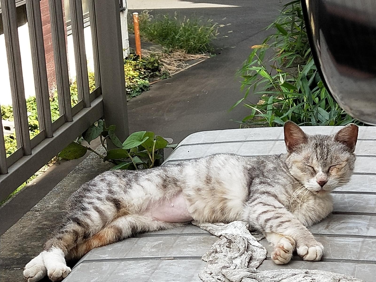 目撃された猫 目撃された猫