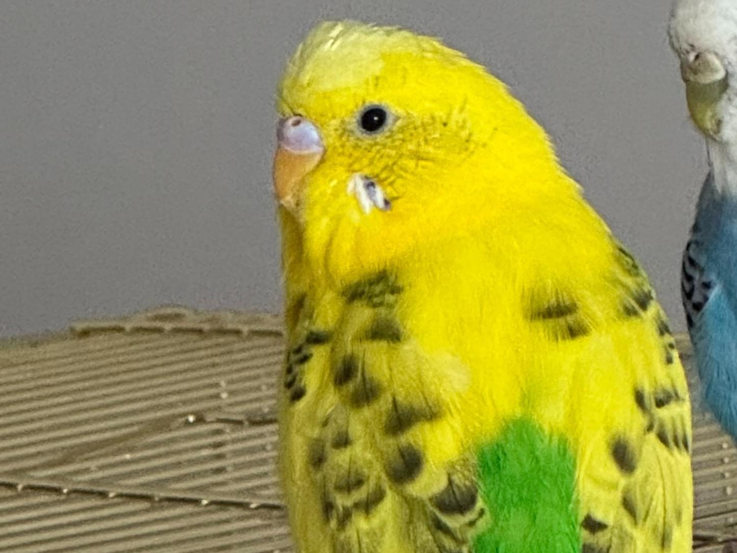 カイトちゃん カイトちゃん