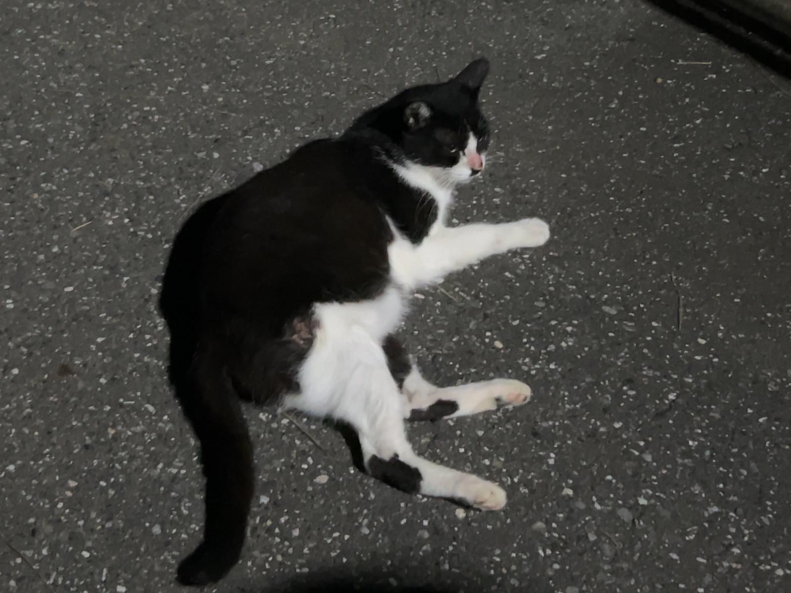 目撃された猫 目撃された猫