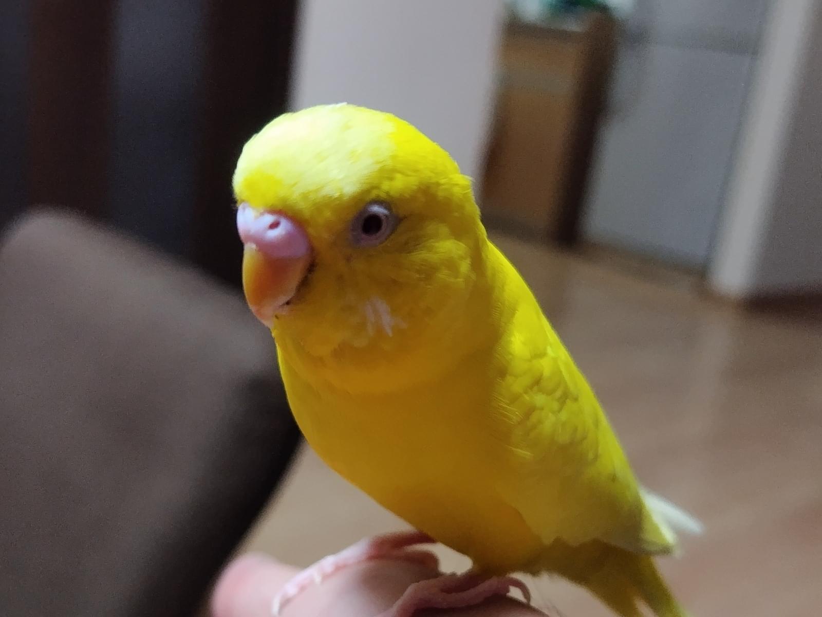 ぴーちゃん