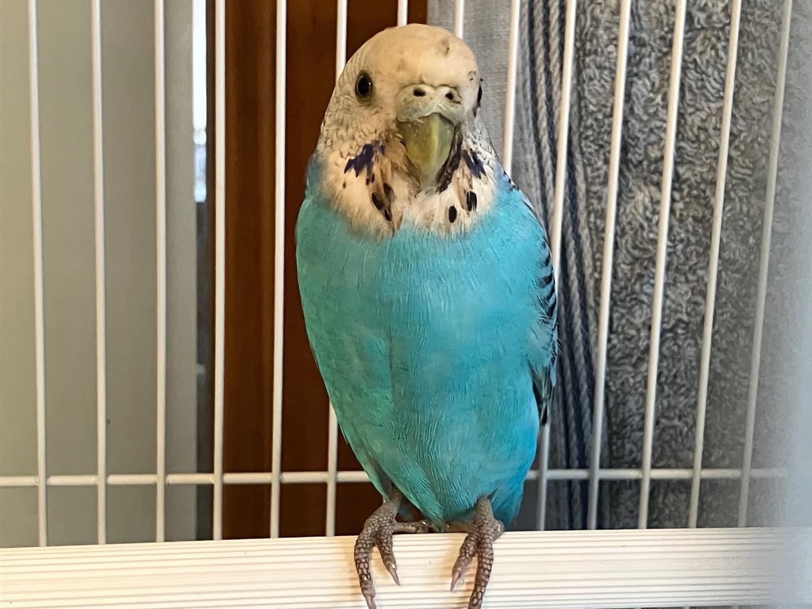 保護された鳥 保護された鳥