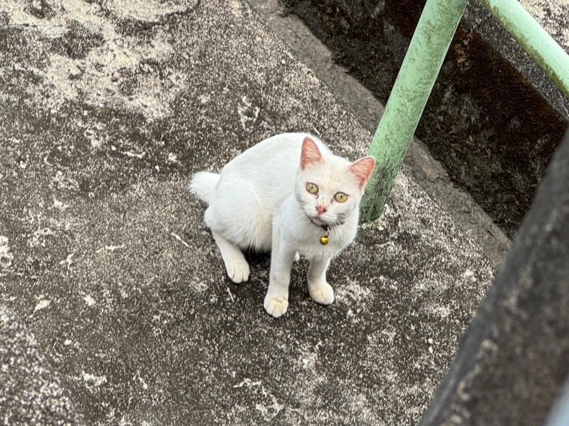 目撃された猫 目撃された猫