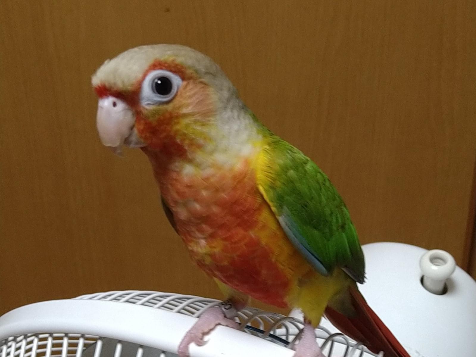 ハルちゃん ハルちゃん