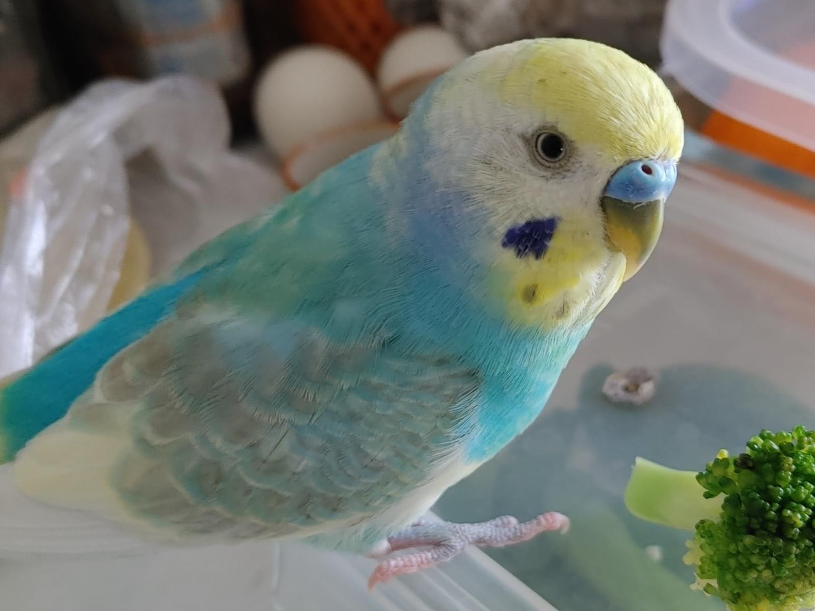 ピー助ちゃん ピー助ちゃん