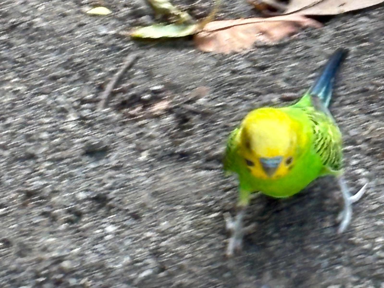 保護された鳥 保護された鳥