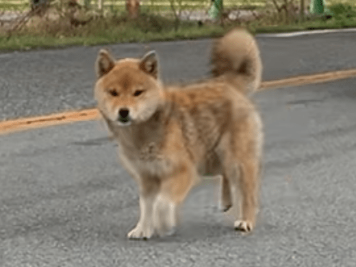 目撃された犬 目撃された犬