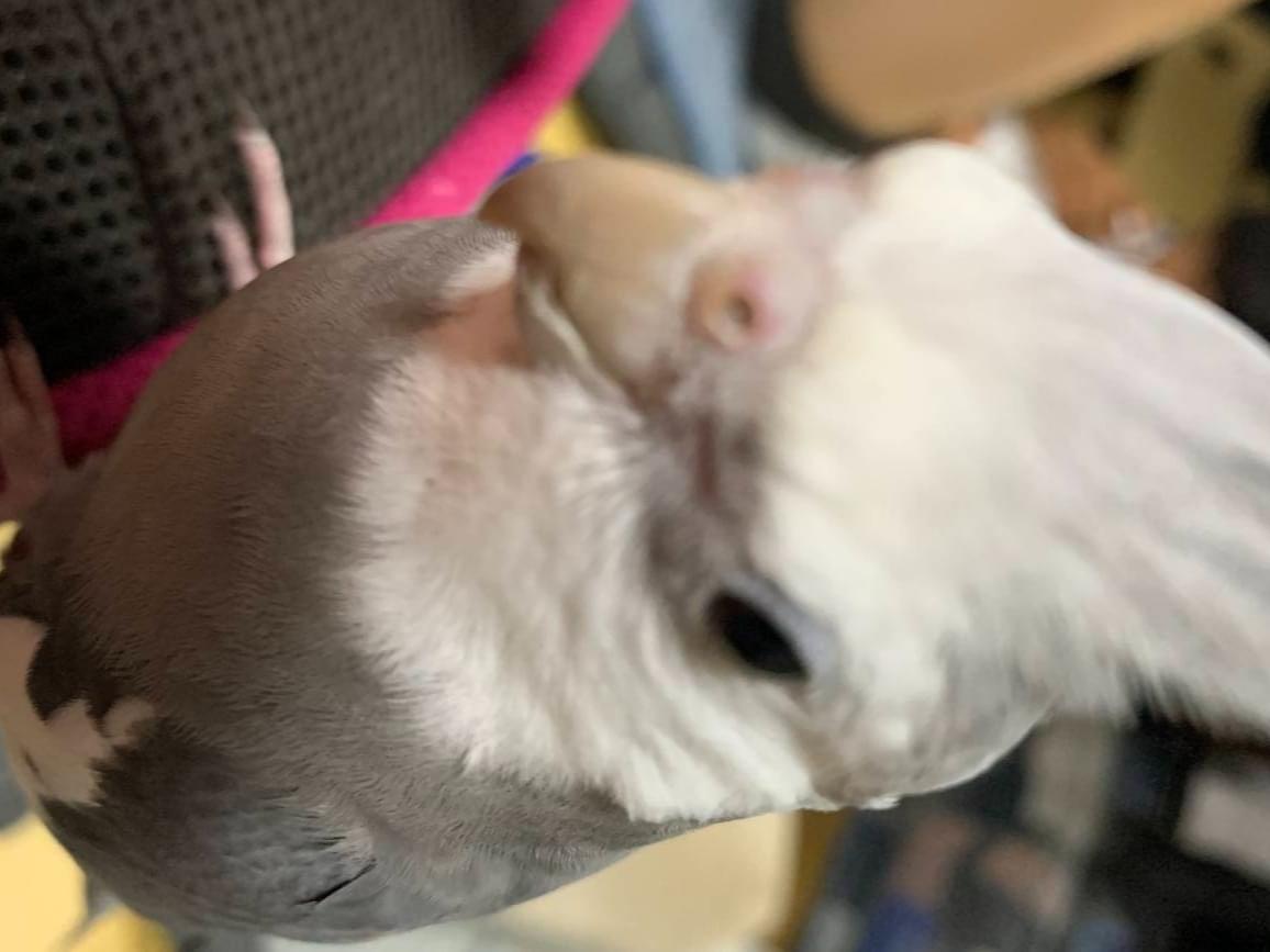 シャンちゃん シャンちゃん