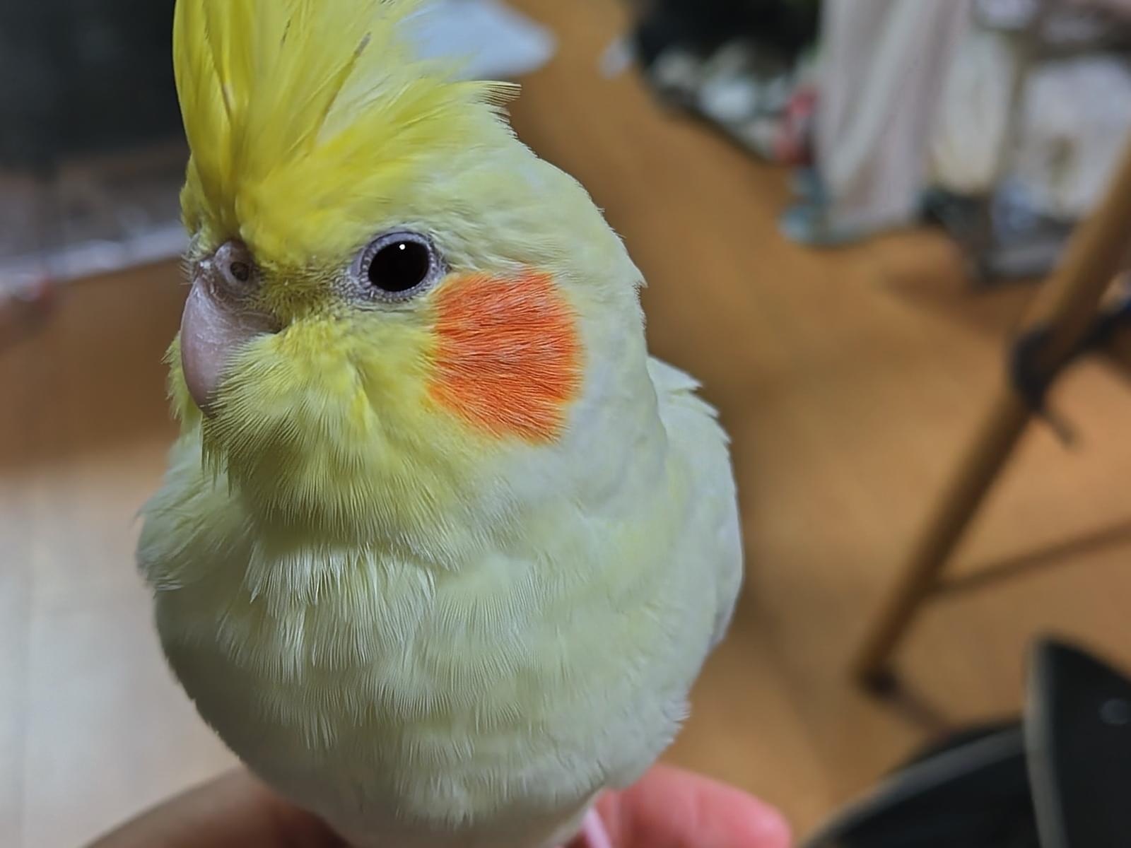 メメちゃん メメちゃん