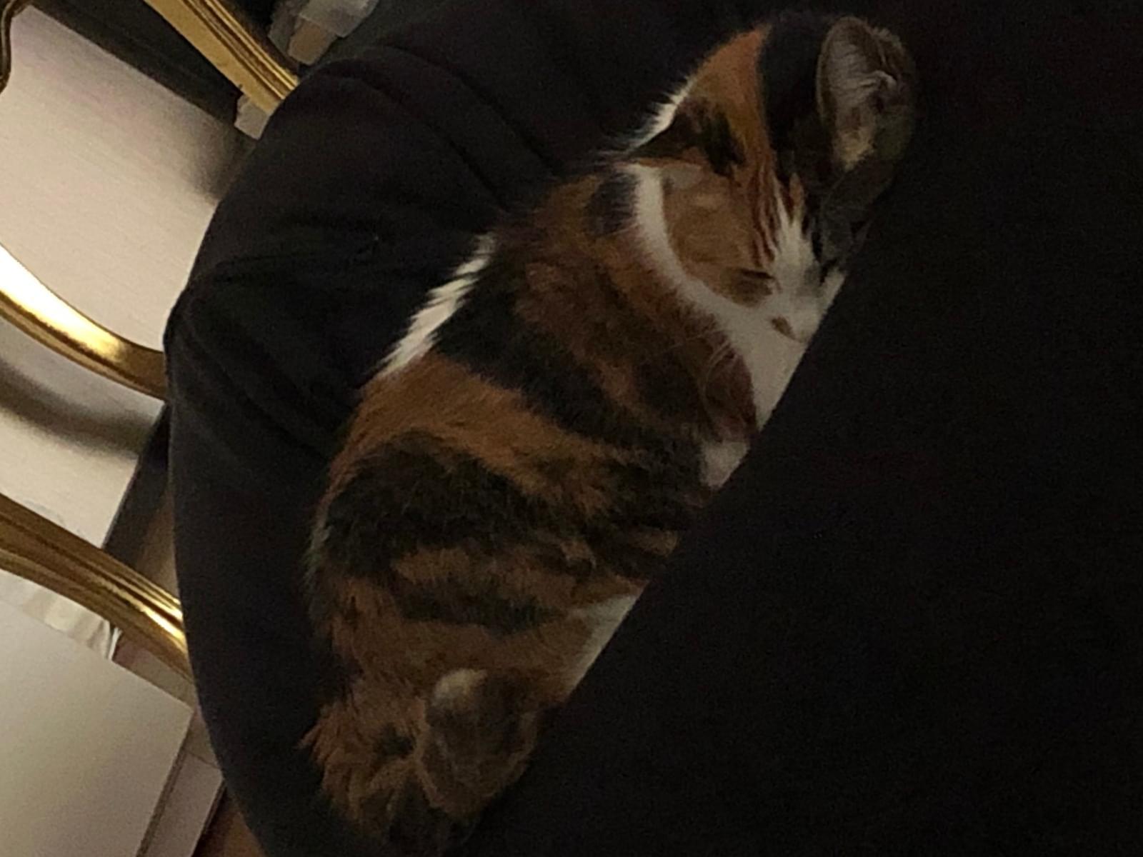サクラちゃん サクラちゃん