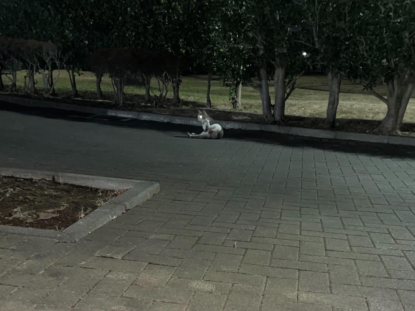 目撃された猫 目撃された猫
