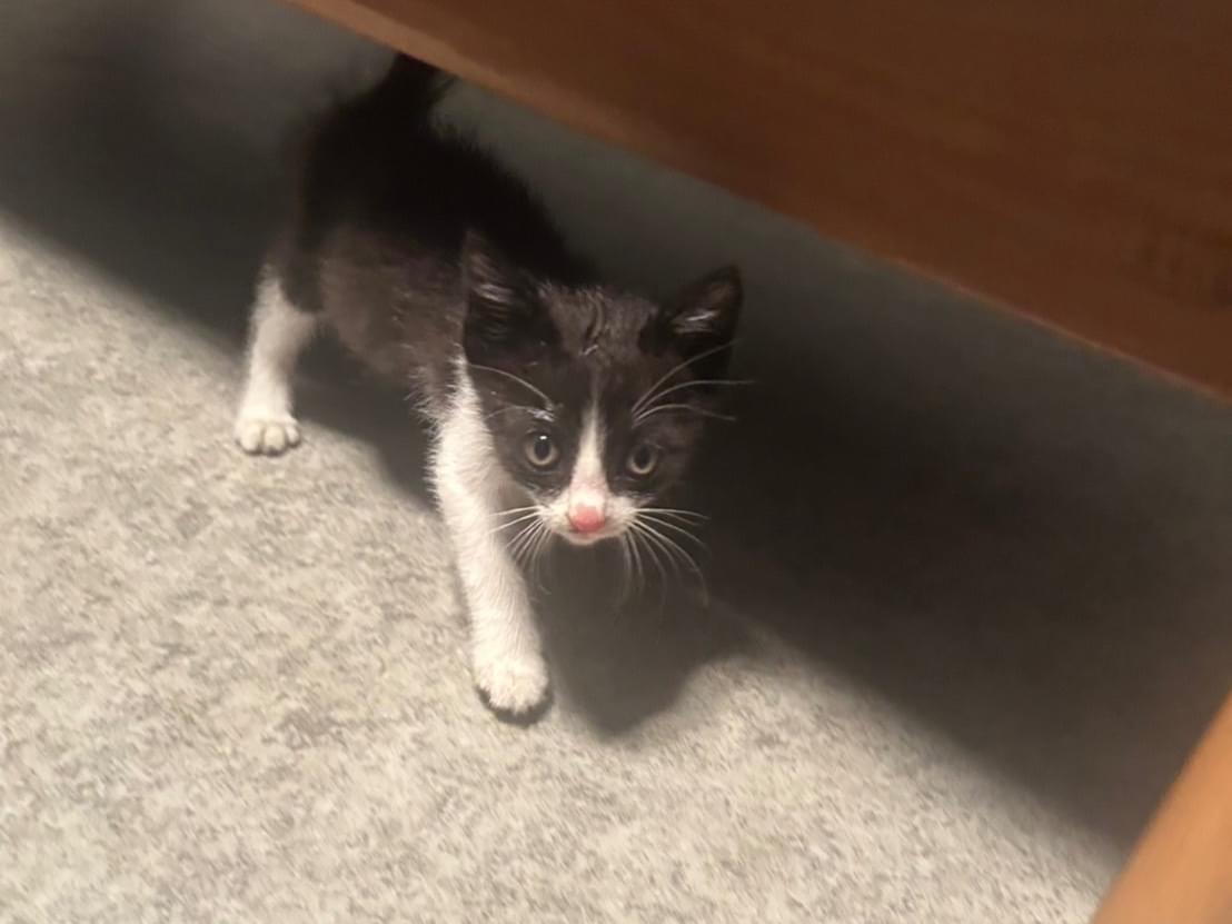 保護された猫