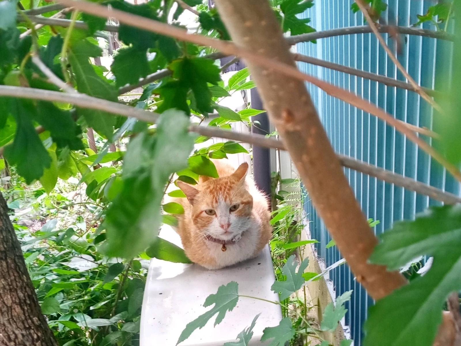 目撃された猫