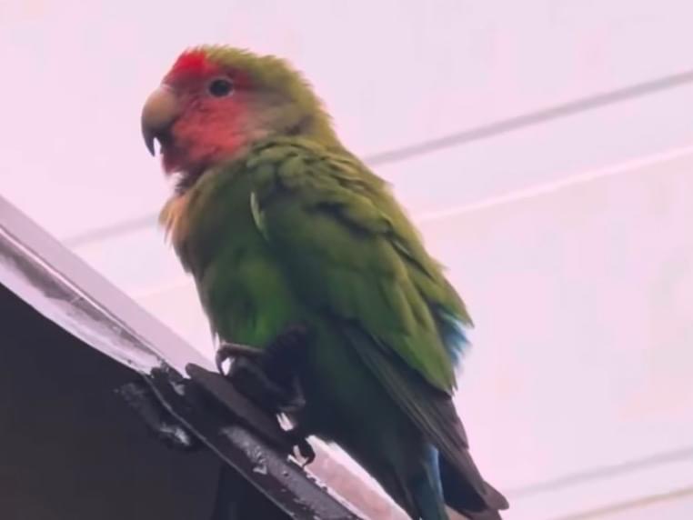 目撃された鳥 目撃された鳥