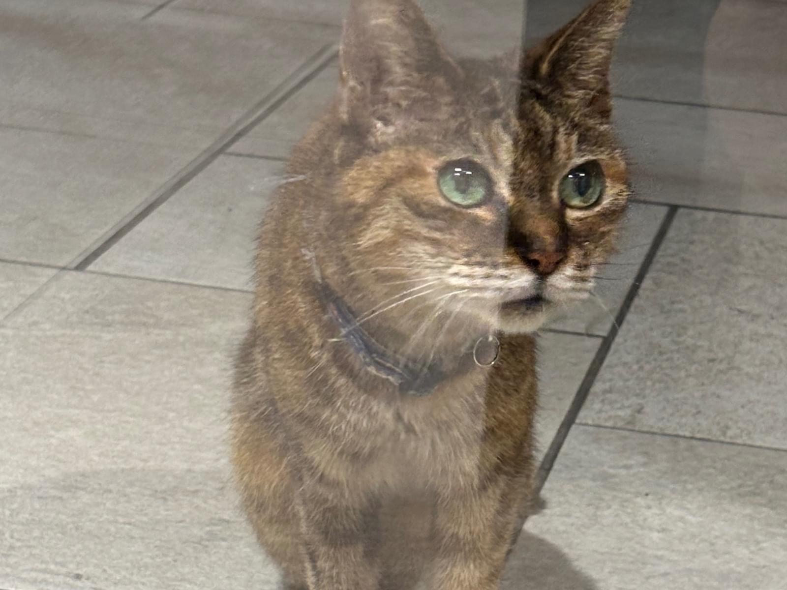 目撃された猫 目撃された猫