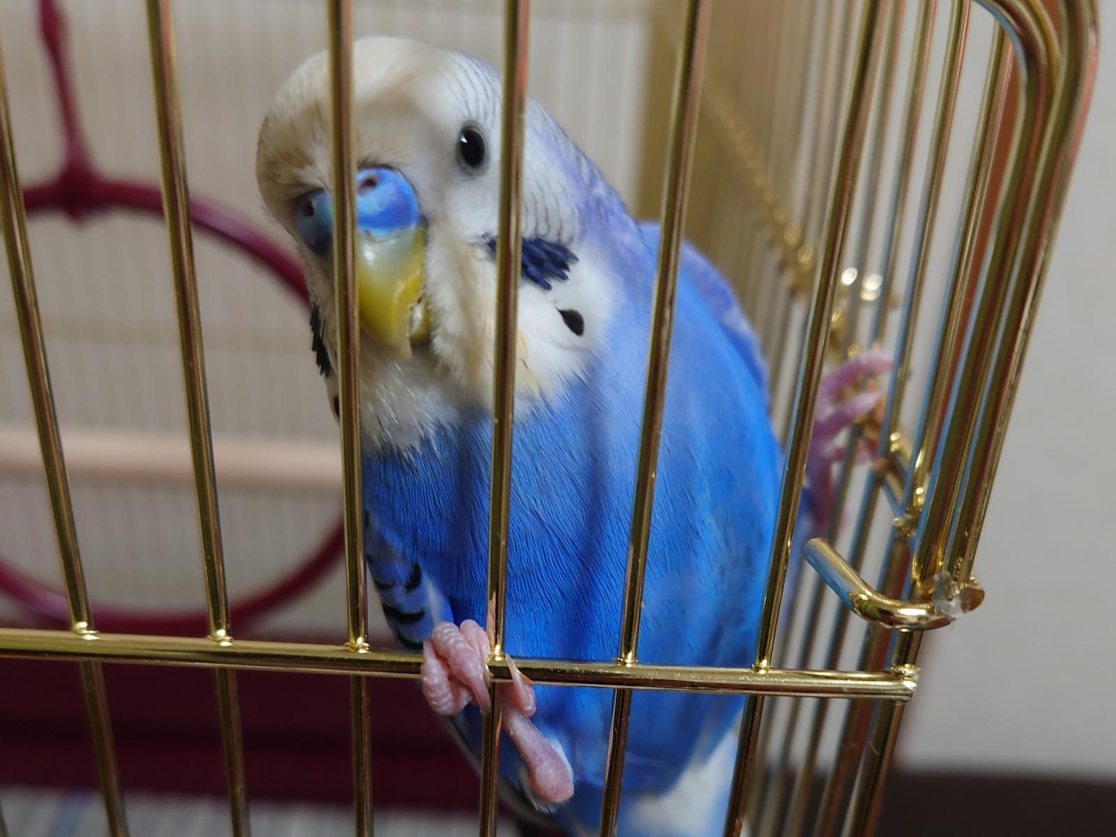 保護された鳥 保護された鳥