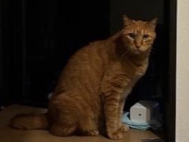 コタローちゃん