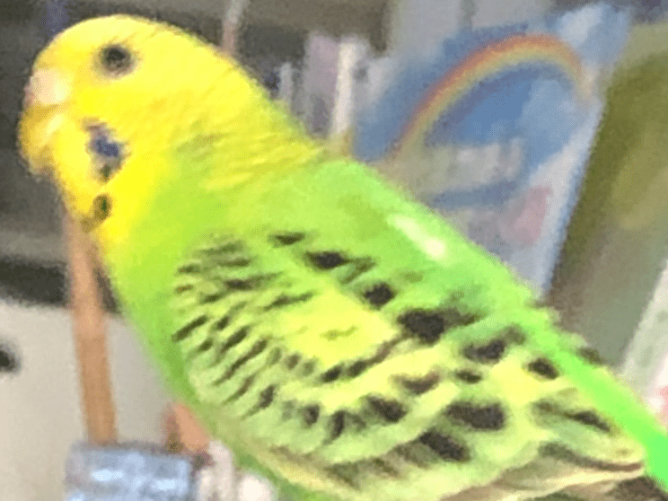 しえるちゃん しえるちゃん