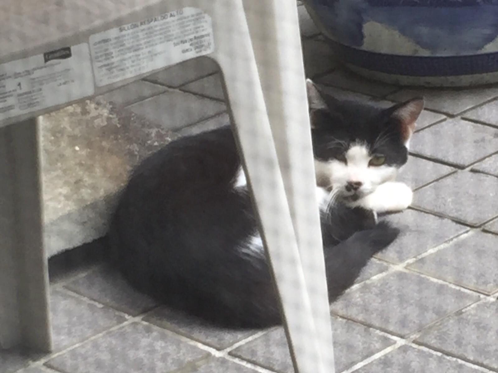 目撃された猫 目撃された猫