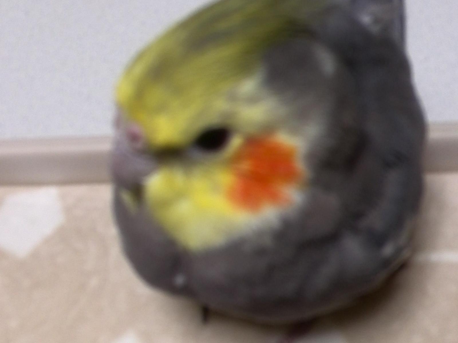 ピーちゃん ピーちゃん