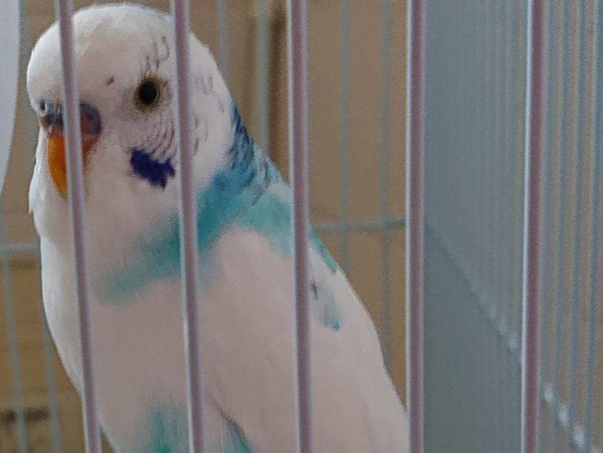 保護された鳥 保護された鳥