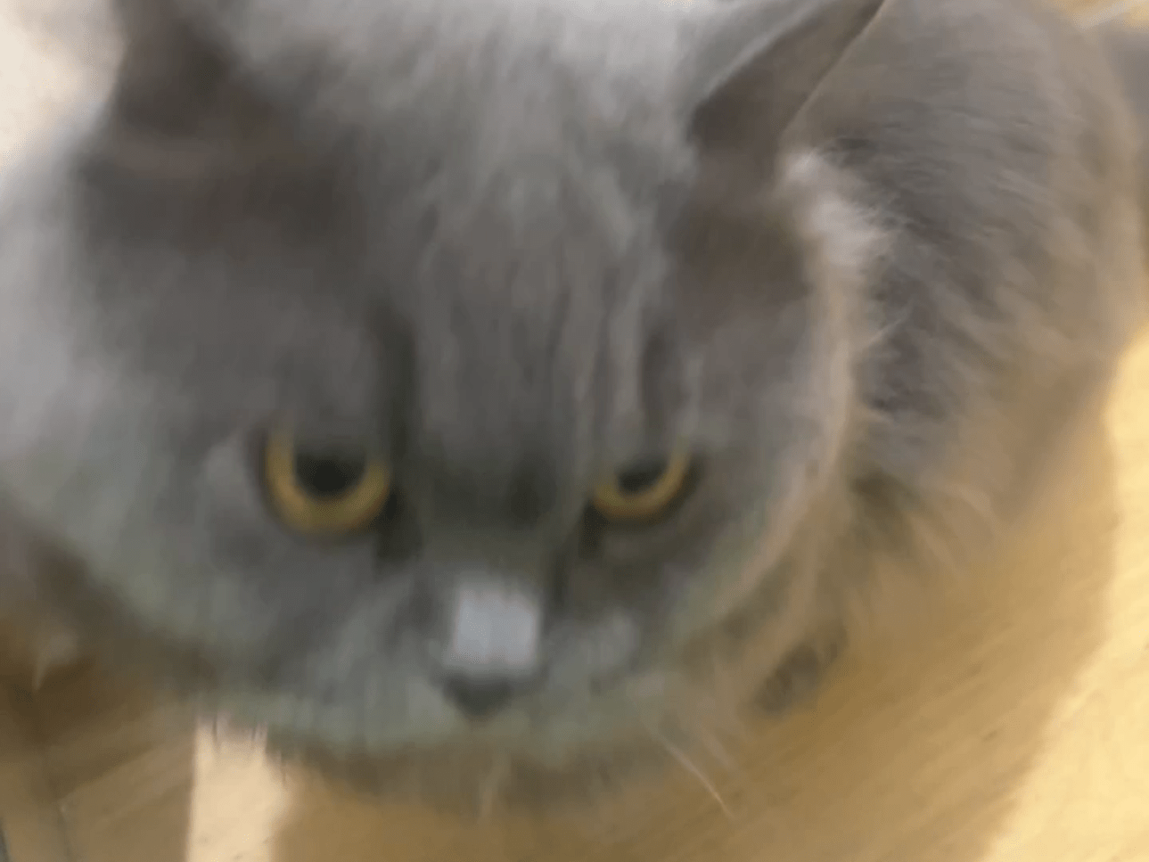 レックスちゃん レックスちゃん