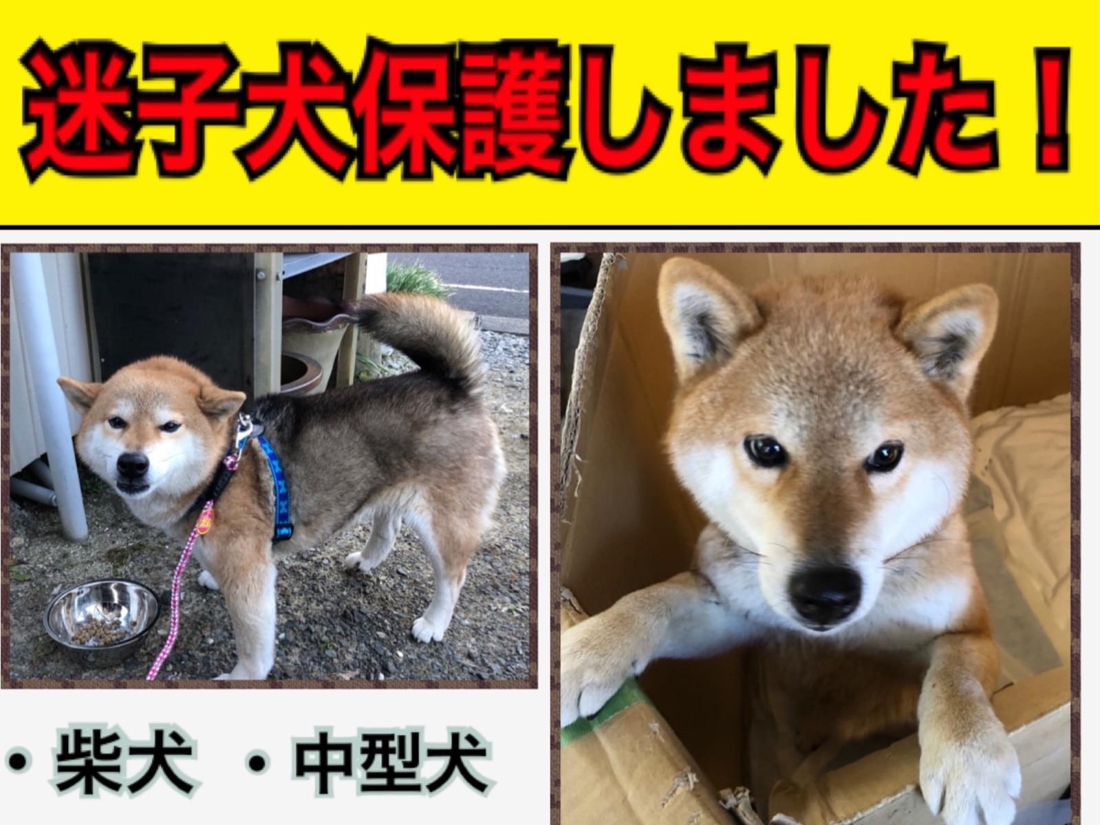 保護された犬 保護された犬