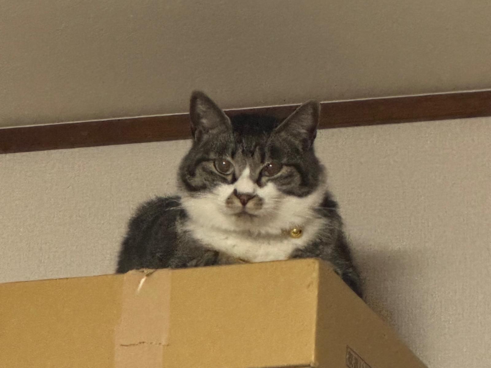 きんちゃん きんちゃん