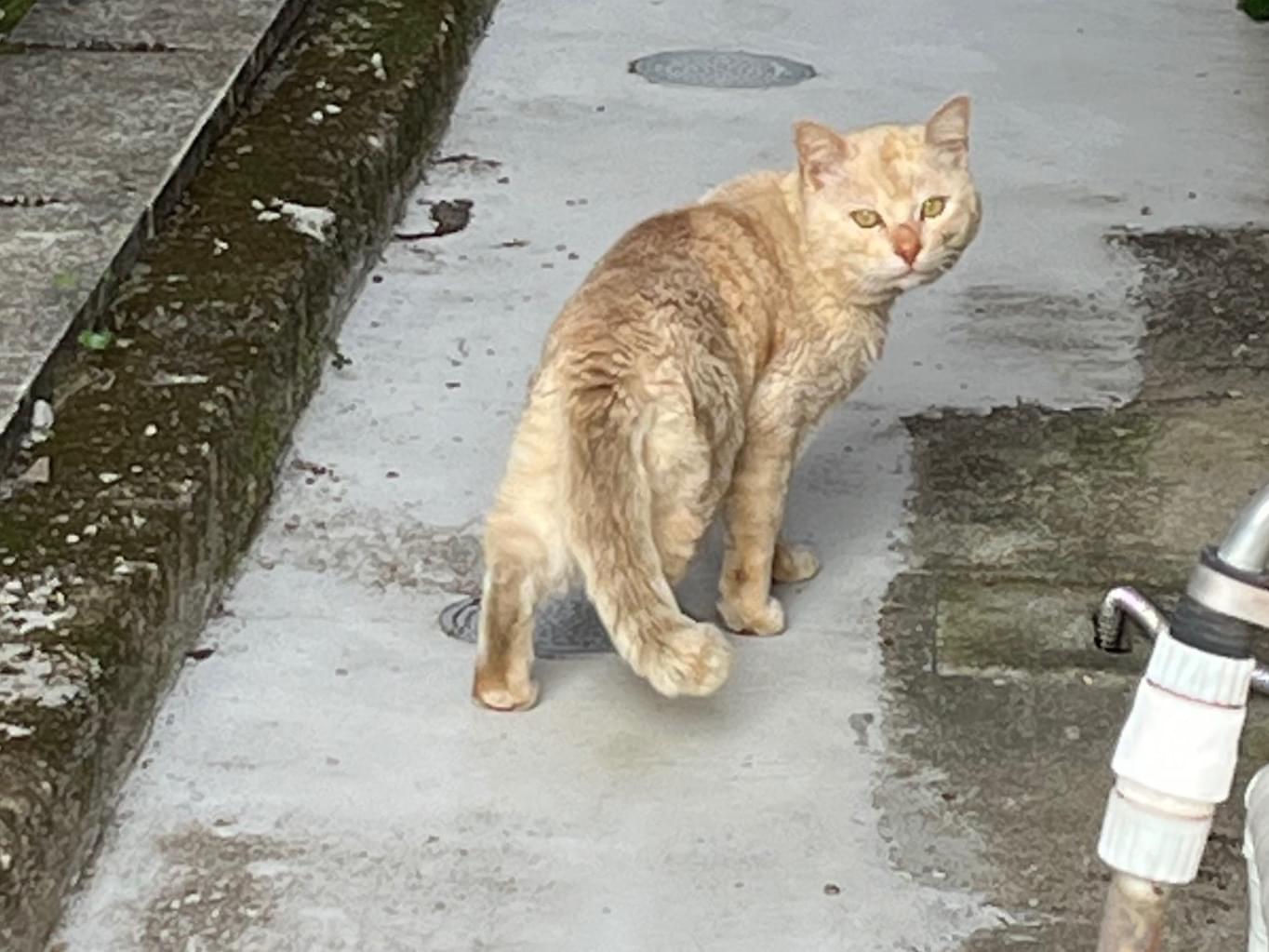 目撃された猫