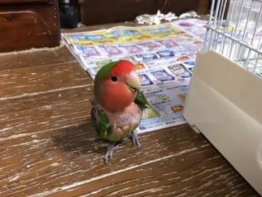 チッチちゃん チッチちゃん