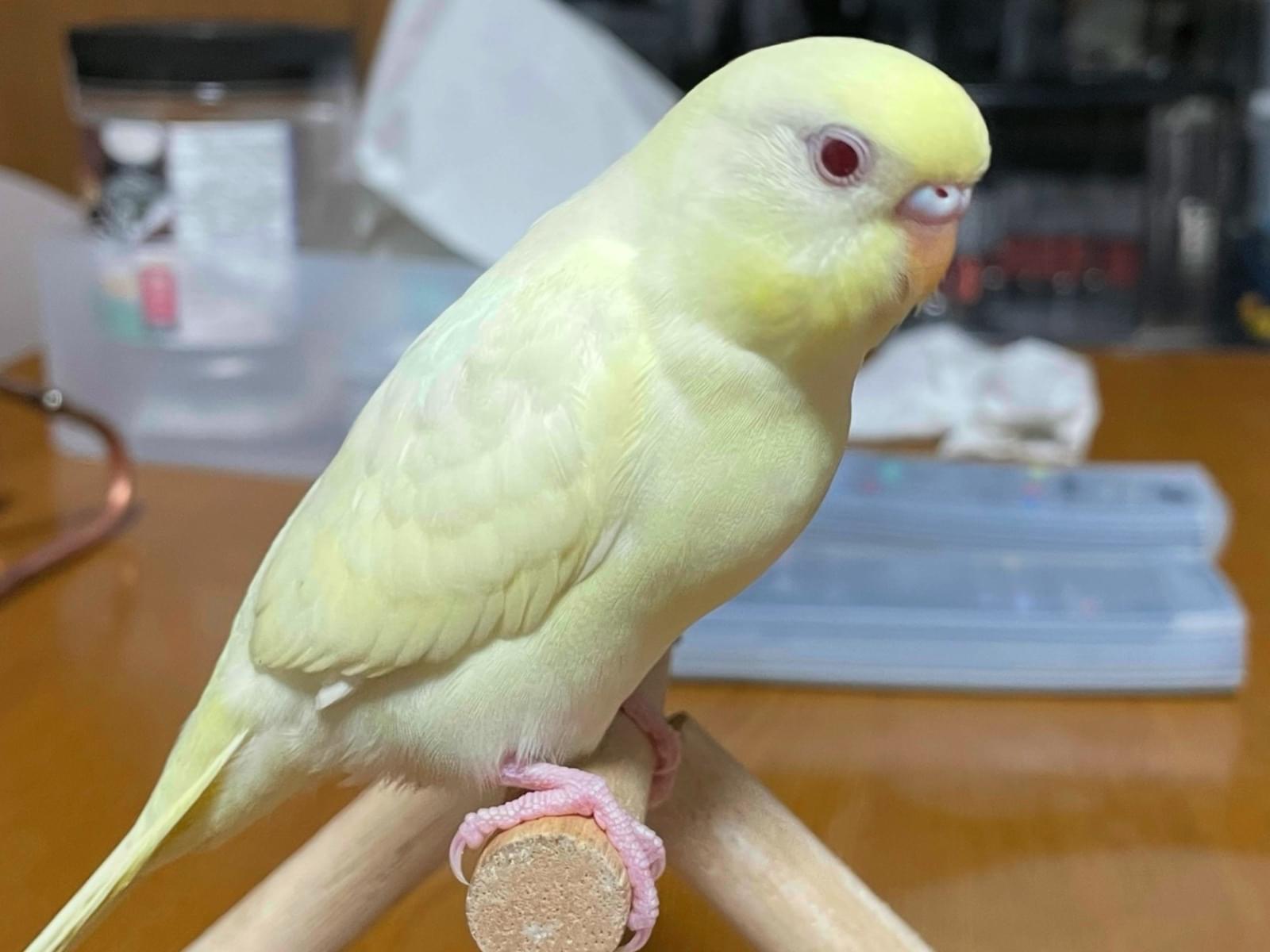 きなこちゃん きなこちゃん