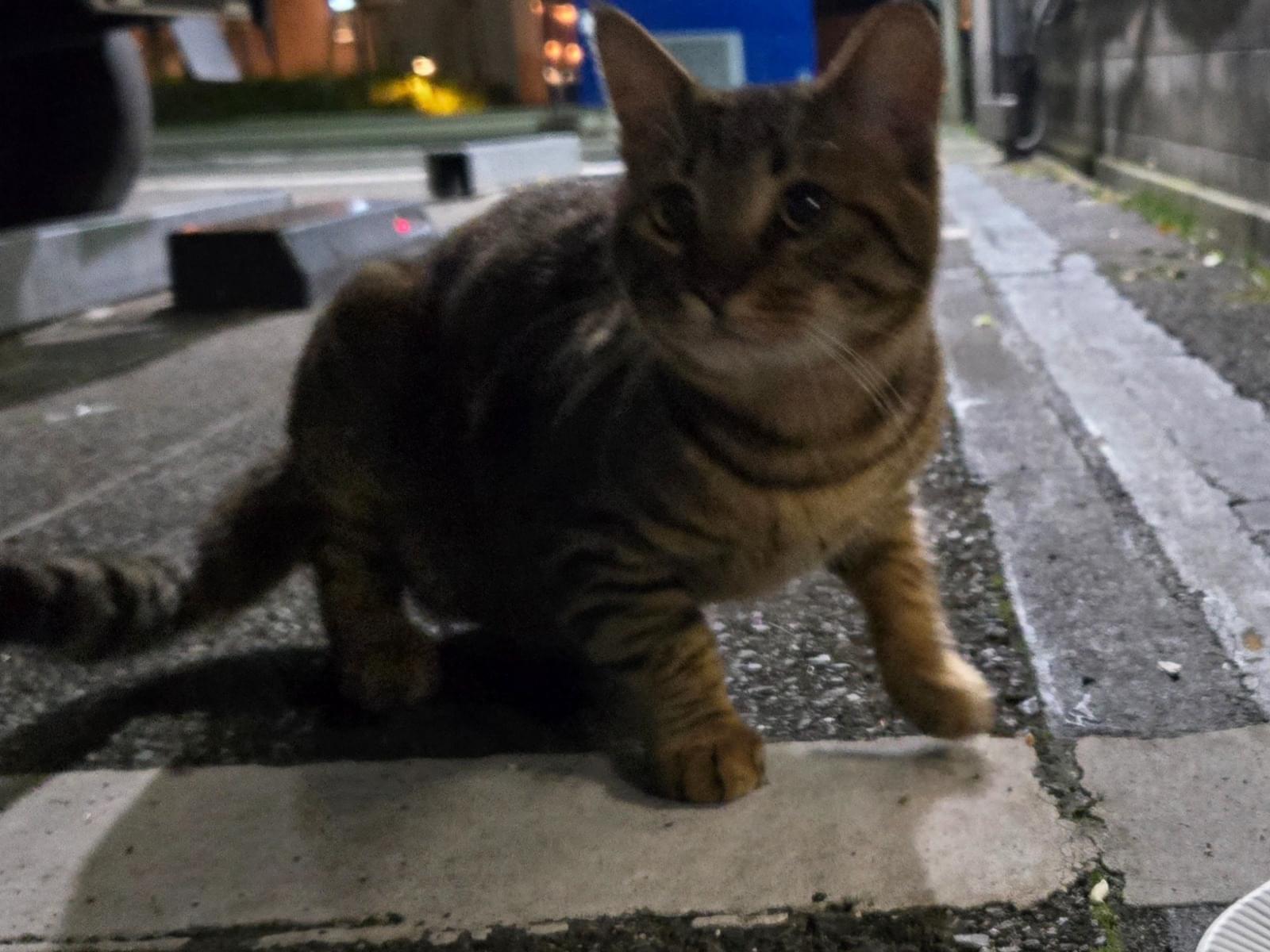 目撃された猫