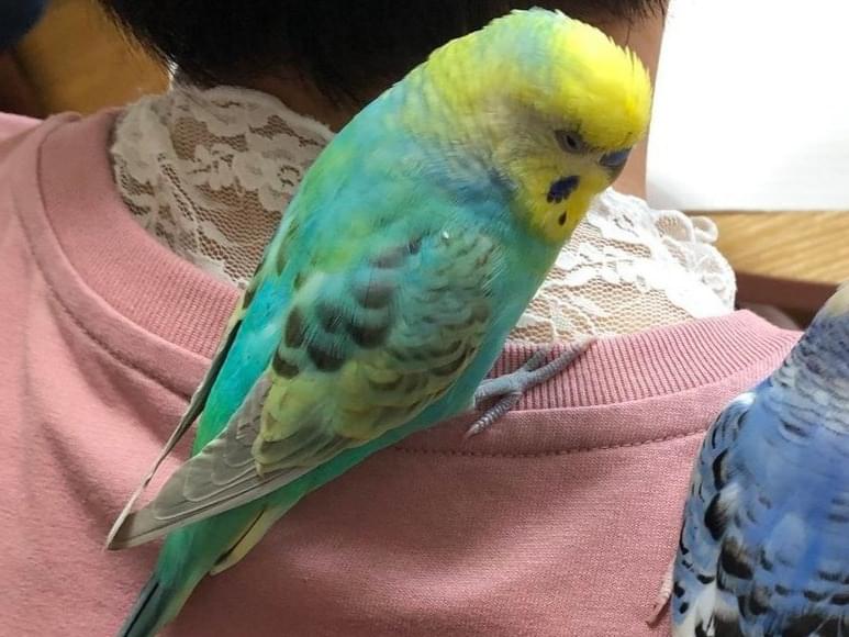 ちゅんたちゃん ちゅんたちゃん