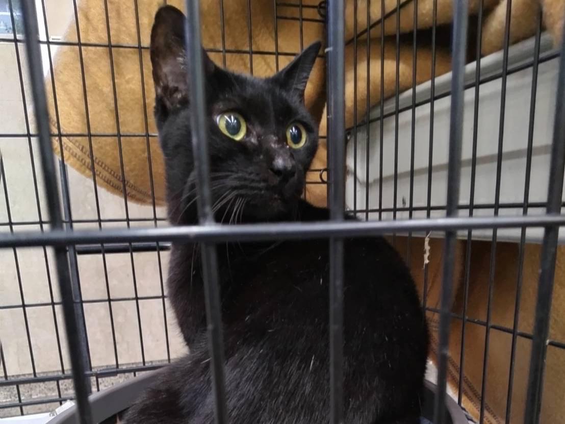 保護された猫 保護された猫