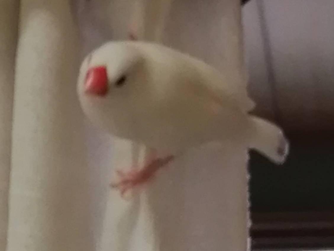ちょっかいちゃん ちょっかいちゃん