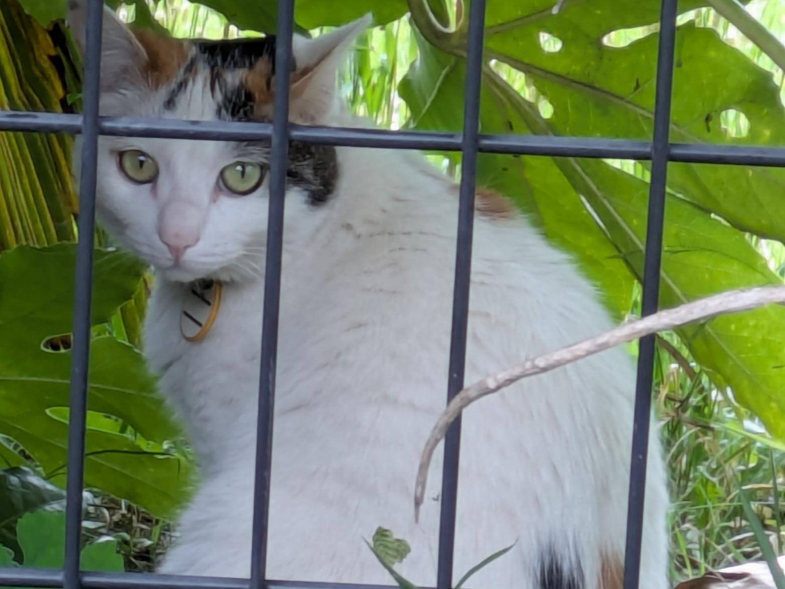 目撃された猫