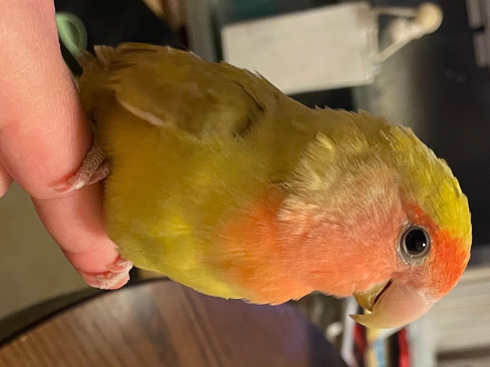 保護された鳥 保護された鳥