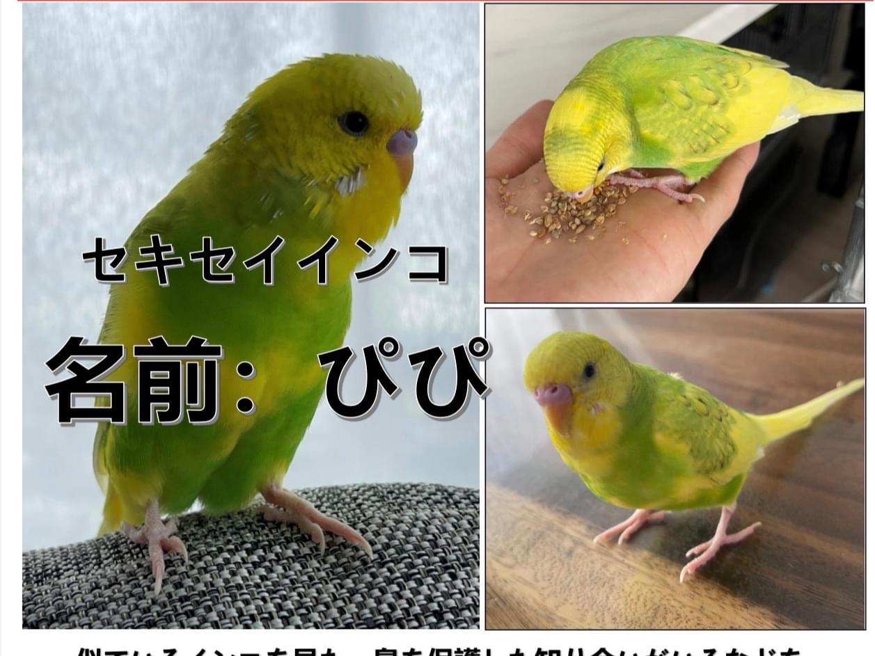ピピちゃん ピピちゃん