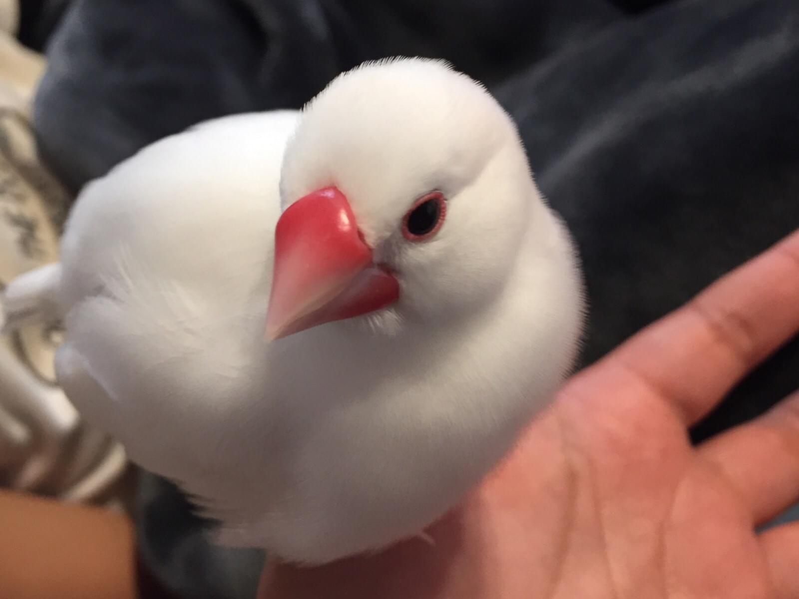 こむぎちゃん こむぎちゃん
