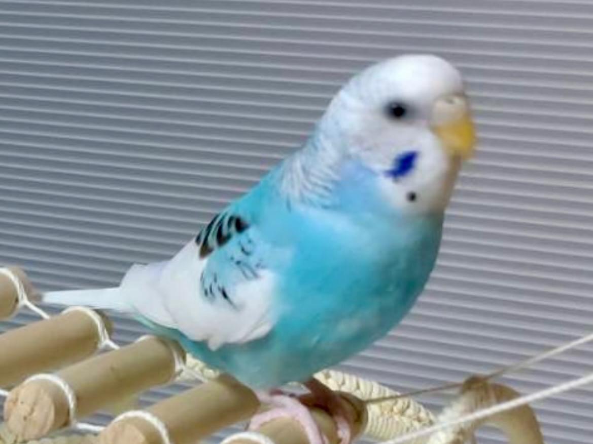ぼーちゃん ぼーちゃん