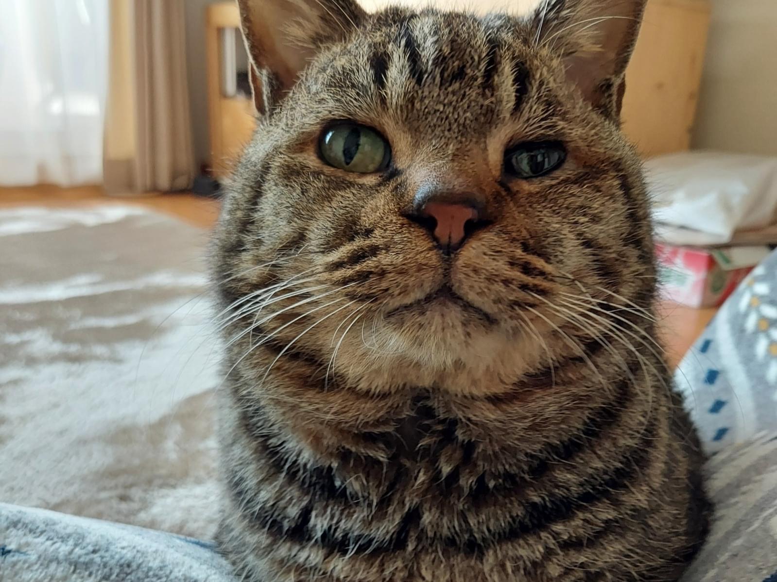 保護された猫 保護された猫