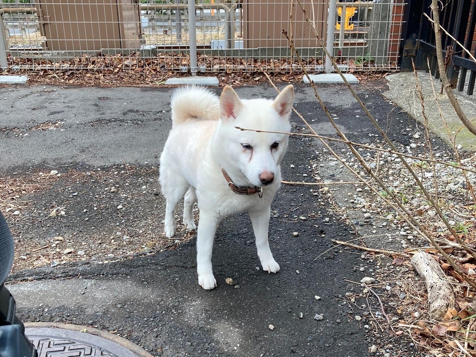 目撃された犬 目撃された犬