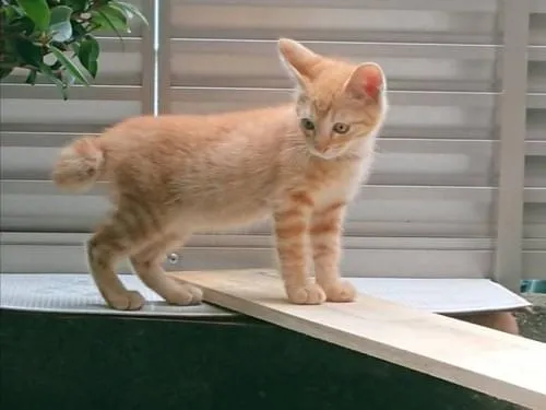 7/10茶トラの短い尻尾の子猫。迷子です。