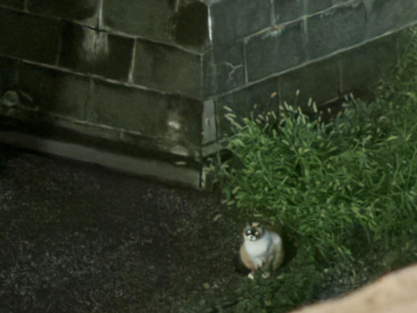 目撃された猫 目撃された猫