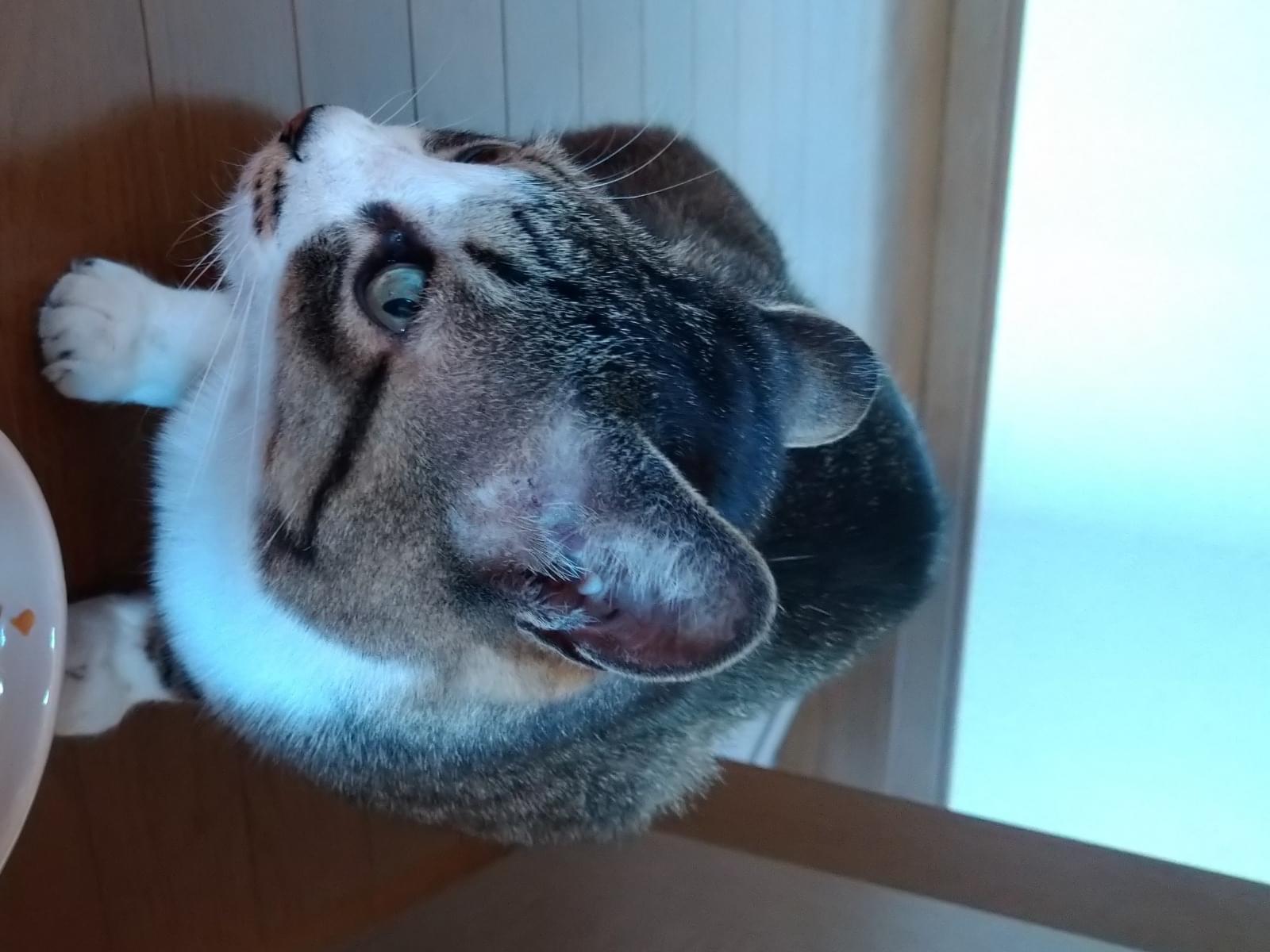 目撃された猫 目撃された猫