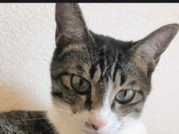 こなつちゃん こなつちゃん