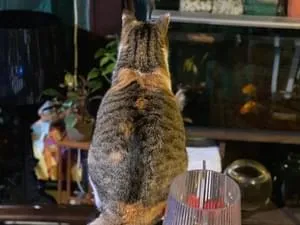 三鈴様　猫のMYSTERY SCOOP プレミアム３+５ 三毛猫 シマミケ 探しています。