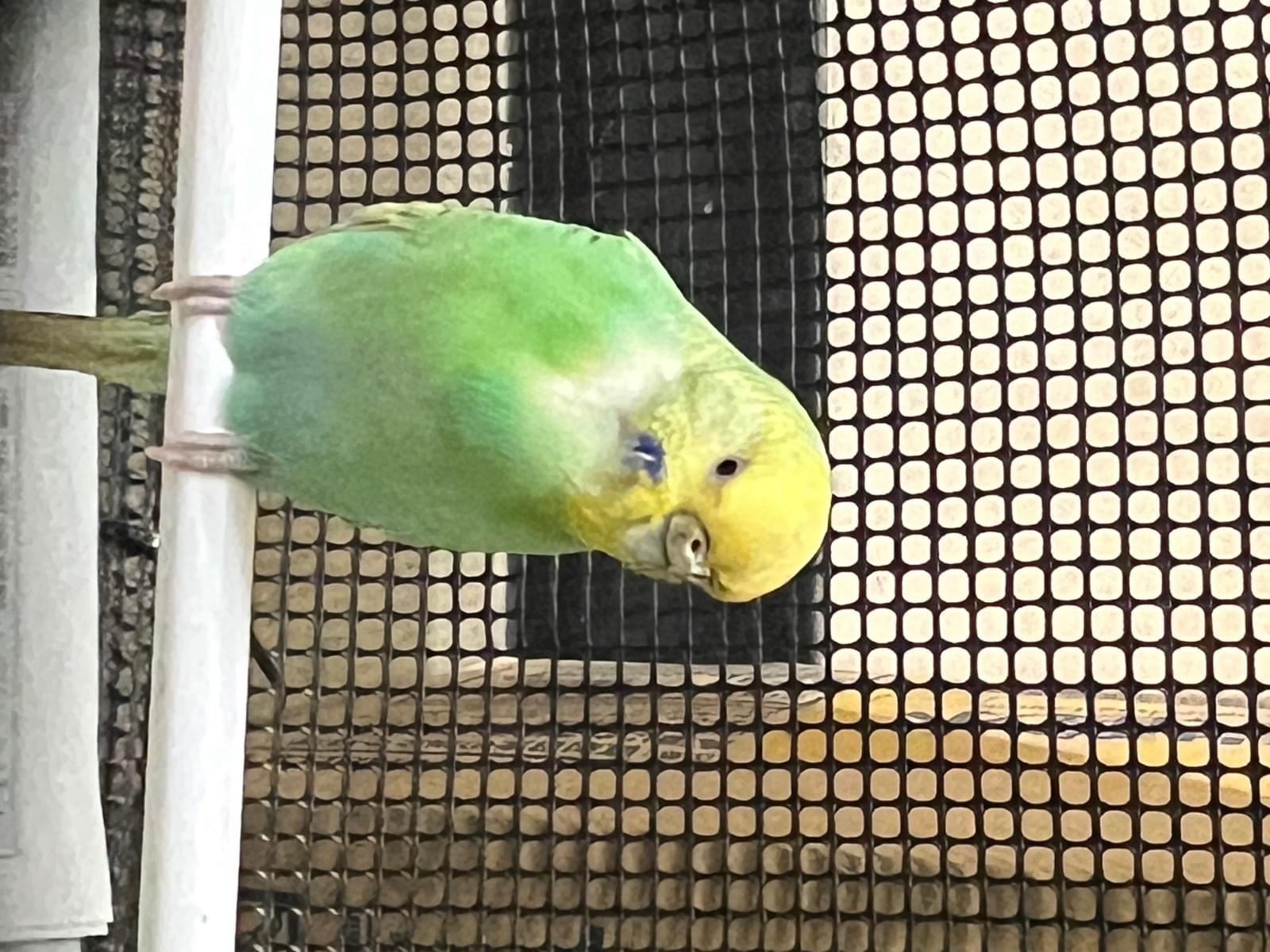 保護された鳥 保護された鳥