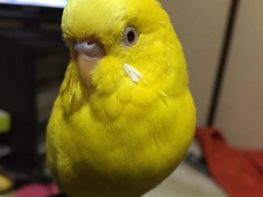 ぴーすけちゃん ぴーすけちゃん