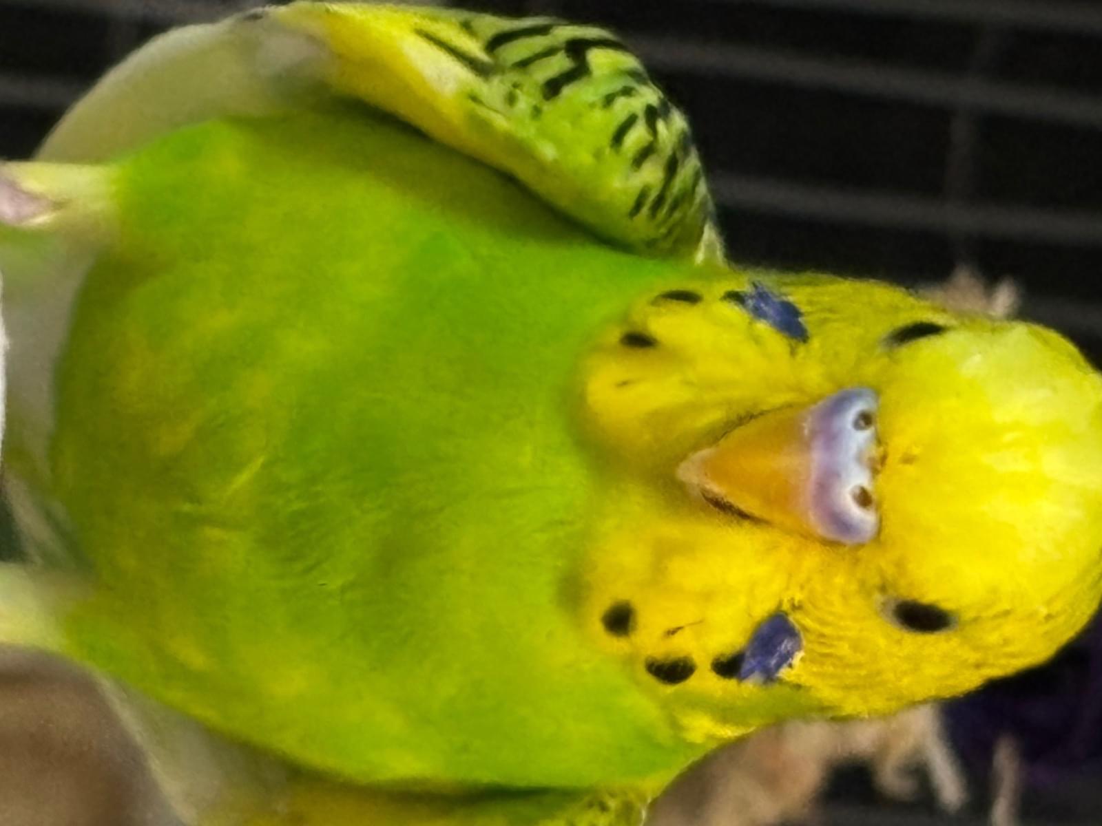 きゃべじんちゃん きゃべじんちゃん
